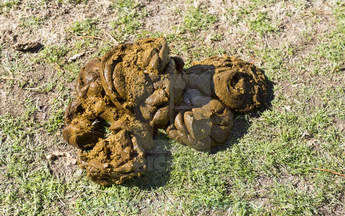 Gomaya (Cow Dung)